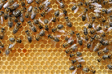 Close up view of the working bees