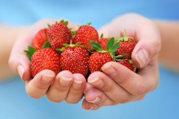 Obraz premium Hands holding fresh strawberries