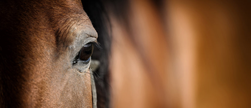 Eye of Arabian bay horse © byrdyak