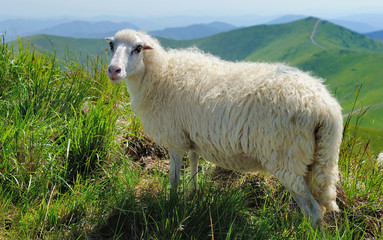 Fototapeta premium Sheep in mountain