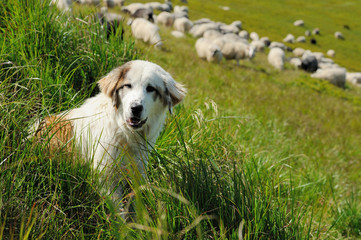 Sheepdog and sheep