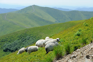 Sheep in mountain