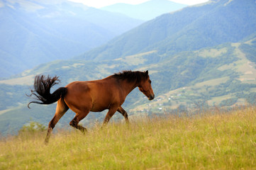 Fototapeta na wymiar Horse in mountain