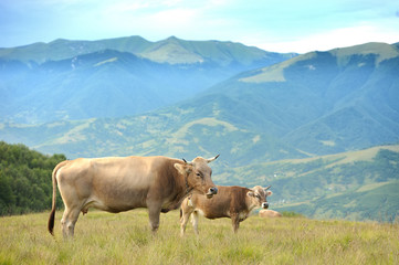 Fototapeta na wymiar Cow in nature