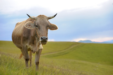 Cow in nature