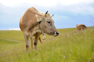 Cow in nature