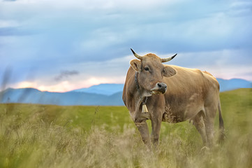 Cow in nature