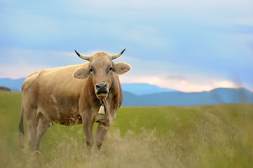 Cow in nature