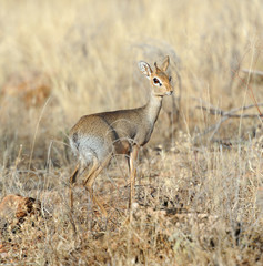 Dik-dik