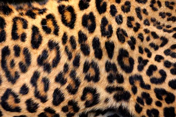 Fototapeten Echte Leopardenhaut © byrdyak