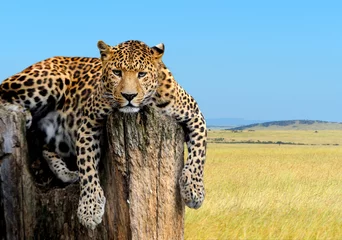 Möbelaufkleber Leopard © byrdyak