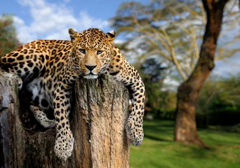 Foto auf Acrylglas Leopard © byrdyak