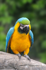 Fototapeta na wymiar Parrot bird (Severe Macaw)