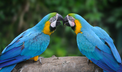 Parrot bird (Severe Macaw)