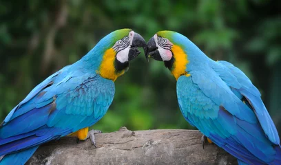 Raamstickers Papegaai Parrot bird (Severe Macaw)