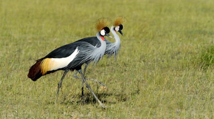 Crowned crane