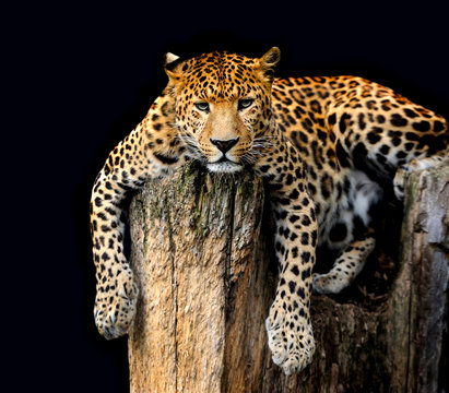 Leopard Isolated on black background