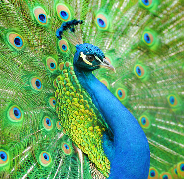 Fototapeta Portrait of beautiful peacock