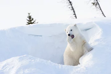 Rolgordijnen Ijsbeer Polar bear (Ursus maritimus) cub playing around den.