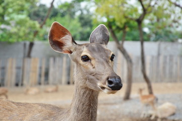 young Spotted deer