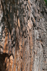 pine bark trunk texture background
