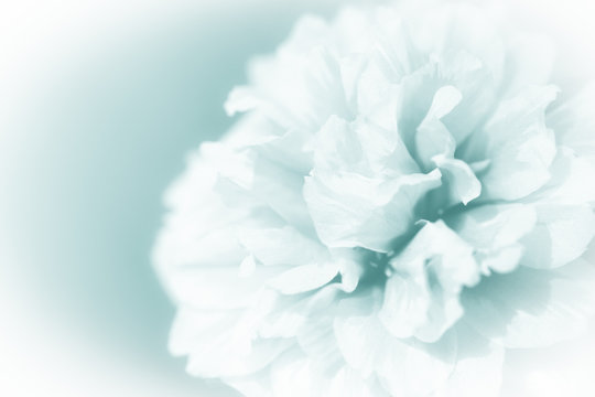 beautiful flowers