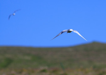 Arctic Tern