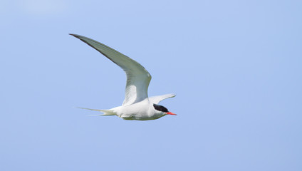 Arctic Tern