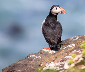 Atlantic Puffin (Fratercula arctica) on cliff top