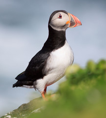 Atlantic Puffin (Fratercula arctica) on cliff top