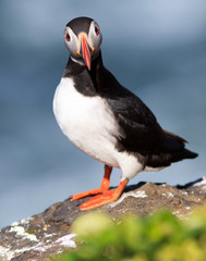Atlantic Puffin (Fratercula arctica) on cliff top