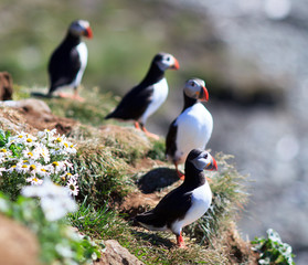 Atlantic Puffin (Fratercula arctica) on cliff top