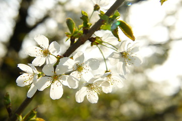Wildkirschenblüten