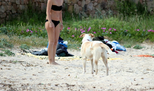cane in spiaggia