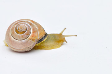 Escargot