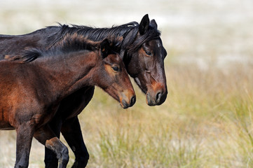 Obraz premium Horses on the coast in autumn
