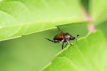 Japanese Beetle