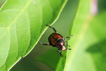 Fototapeta premium Japanese Beetle
