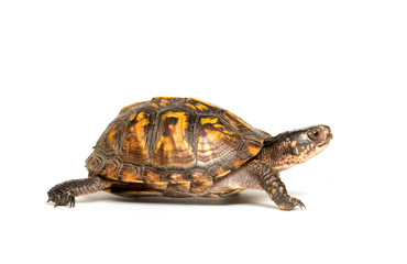 Obraz premium Eastern box turtle