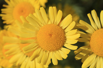 Yellow Daisy