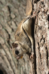 Southern Flying Squirrel