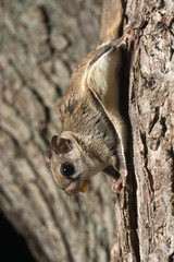 Southern Flying Squirrel
