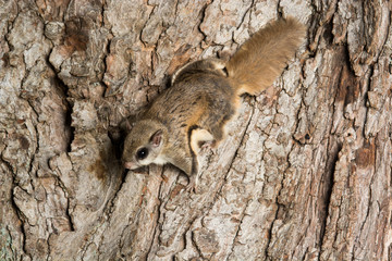Southern Flying Squirrel © Tony Campbell