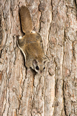 Southern Flying Squirrel