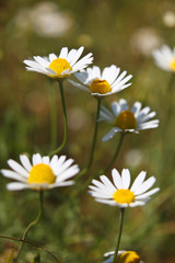 Fototapeta premium Close-up of Chamomile flower in the nature