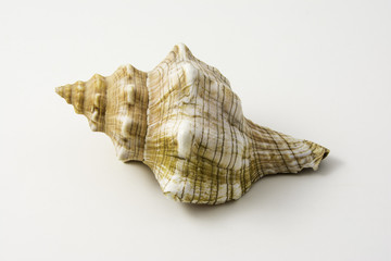 Seashell