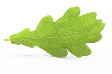oak leaf