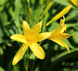 Day lily