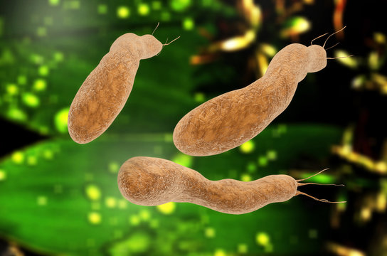 Helicobacter pylori - 3d rendered illustration