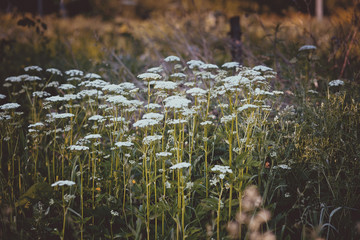 field of daisy flowers